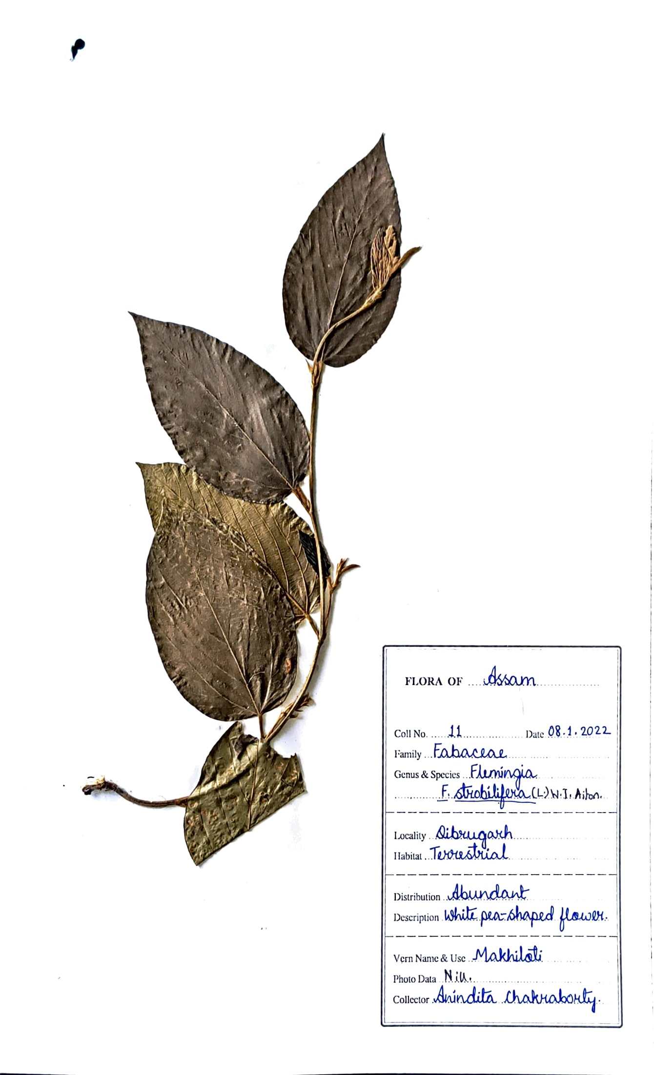 Makhioti (Ass.) (Herbarium)